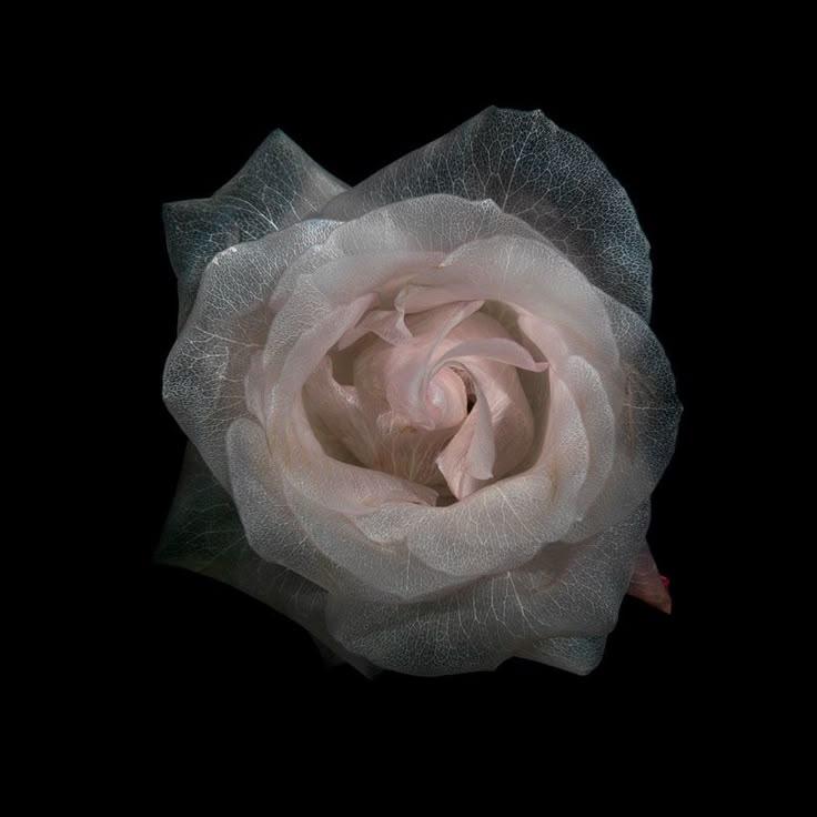 Everlasting Echoes: Timeless Elegance Bouquet